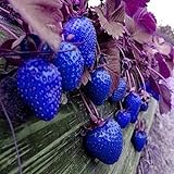 MITRAEE 100pcs Blue Strawberry Fruit Seeds Photo, bestseller 2024-2023 new, best price $9.90 review
