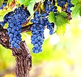 Wine Grape Vine Seeds for Planting - 100+ Seeds - Ships from Iowa, USA Photo, bestseller 2024-2023 new, best price $9.09 ($0.09 / Count) review