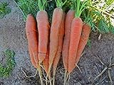 Bulk Organic Carrot Seeds Scarlet Nantes (1/2 Lb) Photo, bestseller 2024-2023 new, best price $14.95 review