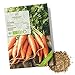 Foto BIO Karotten Samen (Early Nantes) - Möhren Saatgut aus biologischem Anbau ideal für die Anzucht im Garten, Balkon oder Terrasse neu Bestseller 2023-2022