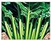 Foto Semillas de acelga verde de corte liso - verduras - beta vulgaris - 750 semillas aproximadamente - las mejores semillas de plantas - flores - frutas raras - remolachas verdes lisas - idea de regalo nuevo éxito de ventas 2024-2023