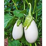 Cloud Nine Hybrid Eggplant Seeds (30+ Seed Package) Photo, bestseller 2024-2023 new, best price $4.19 review