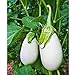 Photo Cloud Nine Hybrid Eggplant Seeds (30+ Seed Package) new bestseller 2023-2022
