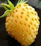 David's Garden Seeds Fruit Strawberry Yellow Wonder 3119 (Red) 50 Non-GMO, Open Pollinated Seeds Photo, bestseller 2024-2023 new, best price $4.45 review