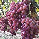 C-LARSS 50 Stück Seltene Finger Traubenkerne, Advanced Fruit Natural Growth Delicious Balkon Foto, Bestseller 2024-2023 neu, bester Preis 0,88 € Rezension