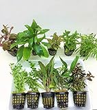 10 Töpfe Aquarienpflanzen Set Wasserpflanzen ideal für den Anfänger Foto, Bestseller 2024-2023 neu, bester Preis 31,00 € (3,10 € / stück) Rezension