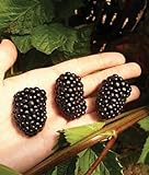 5 PrimeArk Freedom Thornless BlackBerry Plants Photo, bestseller 2024-2023 new, best price $45.49 review