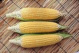 Sugar Buns Hybrid Corn Seeds Photo, bestseller 2024-2023 new, best price $5.99 review