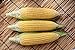 Photo Sugar Buns Hybrid Corn Seeds new bestseller 2024-2023