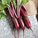 David's Garden Seeds Beet Cylindra 4343 (Red) 200 Non-GMO, Hybrid Seeds Photo, bestseller 2024-2023 new, best price $3.95 review