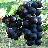 Natural Fruit Seeds Kyoho Grapes Seeds 30Pcs Photo, bestseller 2024-2023 new, best price $7.89 review