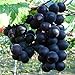 Photo Natural Fruit Seeds Kyoho Grapes Seeds 30Pcs new bestseller 2023-2022