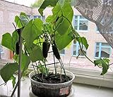 Self-pollinated Indoor Cucumber F1 Seeds Indoor Room Early Pickling Vegetable for Planting Giant Non GMO 10 Seeds Photo, bestseller 2024-2023 new, best price $8.98 review