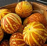 20 Rare Tigger Melon Seeds | Exotic Garden Fruit Seeds to Plant | Sweet Exotic Melons, Grow and Eat Photo, bestseller 2024-2023 new, best price $8.98 ($0.45 / Count) review