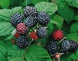 2 Jewel - Black Raspberry Plant - Everbearing - All Natural Grown - Ready for Fall Planting Photo, bestseller 2024-2023 new, best price $29.95 review