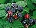 Photo 2 Jewel - Black Raspberry Plant - Everbearing - All Natural Grown - Ready for Fall Planting new bestseller 2024-2023