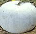 Photo Big Pack - (100) Winter Melon Round, Wax Gourd Seeds - Tong Qwa - Used in Asian Soup Dishes - Non-GMO Seeds by MySeeds.Co (Big Pack - Wax Gourd) new bestseller 2024-2023