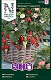 Nelson Garden 1933, Erdbeere, Rainbow Treasure F1, Samen (Erdbeere, Einzelpackung) Foto, Bestseller 2024-2023 neu, bester Preis 4,95 € Rezension