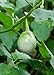 Foto Seedeo® Thai-Aubergine Solanum virginianum 20 Samen neu Bestseller 2024-2023