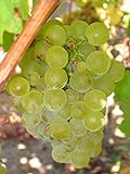 Vitis vinifera Chardonnay WINE GRAPE Seeds! Photo, bestseller 2024-2023 new, best price $12.20 review