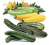Seeds4planting - Seeds Zucchini Courgette Squash Summer Mix 35 Days Fast Heirloom Vegetable Non GMO Photo, bestseller 2024-2023 new, best price $6.94 review