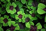 Iron Cross Shamrock Bulbs - 10 Bulbs to Plant - Iron Cross Shamrocks - Fast Growing Year Round Color Indoors or Outdoors - Oxalis Shamrock Bulbs - Ships from Iowa, Made in USA Photo, bestseller 2024-2023 new, best price $12.98 review