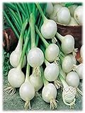 Cebolla De Barletta Allium cepa Semillas Semillas Hortalizas Huerto Foto, éxito de ventas 2024-2023 nuevo, mejor precio 2,90 € revisión