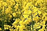 250 Graines de Colza - plante légume engrais vert - jardin méthode BIO Photo, best-seller 2024-2023 nouveau, meilleur prix 3,84 € examen
