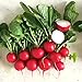 Photo 500+ Radish Seeds- Cherry Belle Radish new bestseller 2024-2023