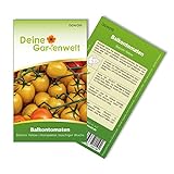 Balkontomaten Balconi yellow Samen - Solanum lycopersicum - Balkontomatensamen - Gemüsesamen - Saatgut für 20 Pflanzen Foto, Bestseller 2024-2023 neu, bester Preis 1,99 € (0,10 € / stück) Rezension