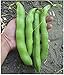 Photo David's Garden Seeds Bean Fava Vroma 1715 (Green) 25 Non-GMO, Open Pollinated Seeds new bestseller 2024-2023