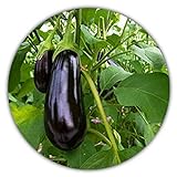 Aubergine - ca.50 Samen - Solanum melongena - guter Ertrag - Resistente Sorte Foto, Bestseller 2024-2023 neu, bester Preis 3,49 € Rezension