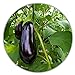 Foto Aubergine - ca.50 Samen - Solanum melongena - guter Ertrag - Resistente Sorte neu Bestseller 2022-2021