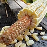 Pencil Cob Corn - 1 OZ ~130 Seeds - Non-GMO, Open Pollinated, Heirloom, Vegetable Gardening Seeds Photo, bestseller 2024-2023 new, best price $9.89 review