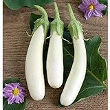 White Princess (F1) Eggplant Seeds (30+ Seed Package) Photo, bestseller 2024-2023 new, best price $4.19 review