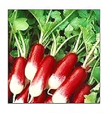 100 French Breakfast Radish Seeds | Non-GMO | Fresh Garden Seeds Photo, bestseller 2024-2023 new, best price $6.95 review
