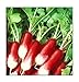 Photo 100 French Breakfast Radish Seeds | Non-GMO | Fresh Garden Seeds new bestseller 2023-2022