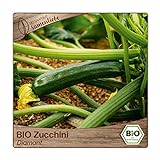 Samenliebe BIO Zucchini Samen Diamant grün 10 Samen samenfestes Gemüse Saatgut für Gewächshaus Freiland und Balkon BIO Gemüsesamen Foto, Bestseller 2024-2023 neu, bester Preis 3,49 € Rezension