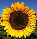 12+ Seeds Sunflower : Pro Cut Lulu Certified Mixture Sunflower Fresh Photo, bestseller 2024-2023 new, best price $23.00 review