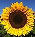 Photo 25+ Seeds Sunflower : Pro Cut (BTL) Mixture Sunflower Fresh new bestseller 2024-2023