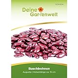 Buschbohnen Augusta Samen - Phaseolus vulgaris - Buschbohnensamen - Gemüsesamen - Saatgut Foto, Bestseller 2024-2023 neu, bester Preis 2,99 € Rezension