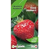 Graines passion Beutel mit Samen Erdbeer-Grandian F1 Foto, Bestseller 2024-2023 neu, bester Preis 5,50 € Rezension
