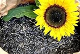 Futterbauer 10 Kg Schwarze Sonnenblumenkerne Foto, Bestseller 2024-2023 neu, bester Preis 18,99 € (1,90 € / kg) Rezension