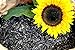 Foto Futterbauer 20 kg Sonnenblumenkerne schwarz Vogelfutter Ganzjahresvogelfutter neu Bestseller 2024-2023
