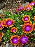 Perennial Farm Marketplace Delosperma 'Fire Spinner' (Ice Plant) Groundcover, 1 Quart, Bright Orange Petals with Purplish-Pink Centers Photo, bestseller 2024-2023 new, best price $9.46 review