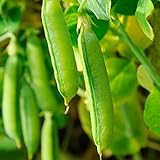 Sugar Snap Pea Garden Seeds - 5 Lbs - Non-GMO, Heirloom Vegetable Gardening Seed Photo, bestseller 2024-2023 new, best price $33.91 ($0.42 / Ounce) review