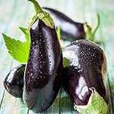 David's Garden Seeds Eggplant Black Beauty 2477 (Black) 50 Non-GMO, Heirloom Seeds Photo, bestseller 2024-2023 new, best price $4.95 review