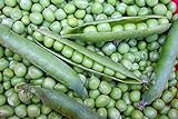 Willet's Wonder English Pea - Very Prolific and Tasty! Green Sweet Peas!!!!Mmmmm(100 - Seeds) Photo, bestseller 2024-2023 new, best price $7.69 ($0.08 / Count) review