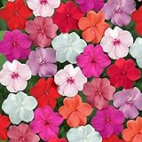 Outsidepride Impatiens Clear Mix - 100 Seeds Photo, bestseller 2024-2023 new, best price $6.49 ($0.06 / Count) review
