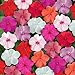 Photo Outsidepride Impatiens Clear Mix - 100 Seeds new bestseller 2024-2023